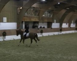 dressage horse Fürst Junior RH (Westphalian, 2007, from Fürst Piccolo)