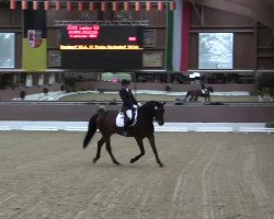 dressage horse Lajos 50 (Oldenburg, 2008, from Love Affair)