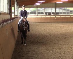 dressage horse Simple Noble (Oldenburg, 2007, from Sandro Hit)