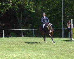 jumper Celina 173 (Hanoverian, 2008, from Count Grannus)