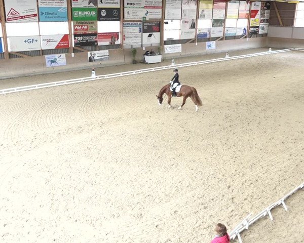 Reitturnier Schaffhausen 2020