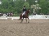 dressage horse Lindorro (Hanoverian, 2005, from Londonderry)