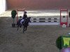 jumper Carlos (Welsh-Pony (Section B), 1999, from Constantin)