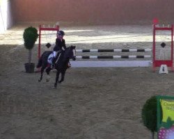 jumper Carlos (Welsh-Pony (Section B), 1999, from Constantin)