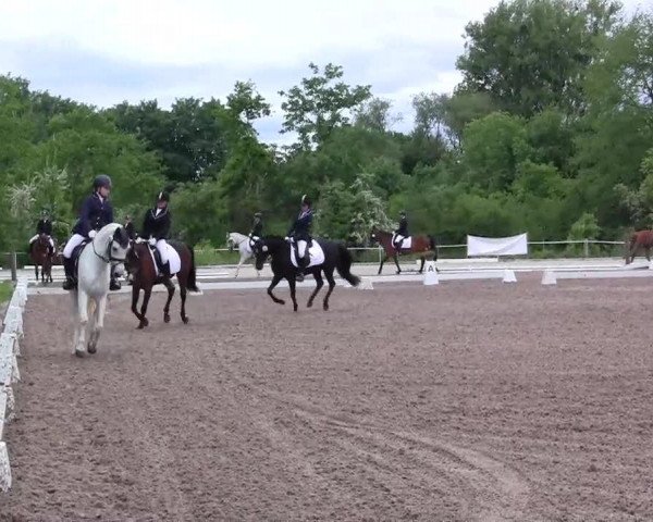 Dressurpferd Princess 360 (Welsh-Cob (Sek. C), 1994, von Corrado 31)