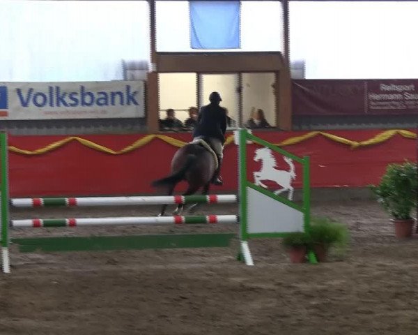 dressage horse Osmium's Jack (KWPN (Royal Dutch Sporthorse), 2002, from Osmium)