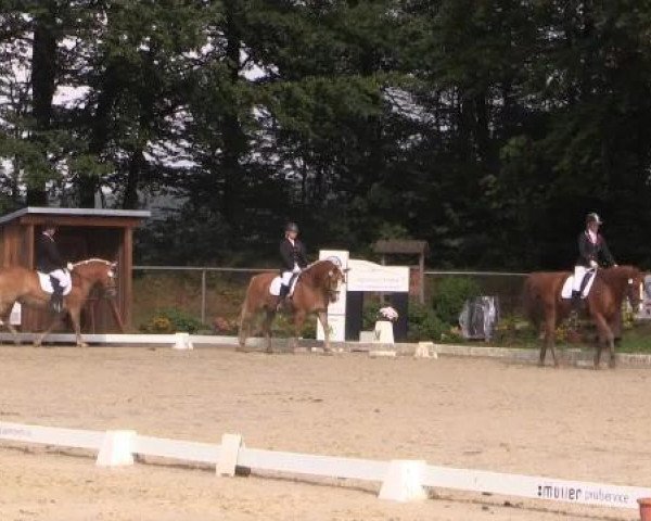 Dressurpferd No Angel 15 (Haflinger, 2003, von Noble-Dancer)