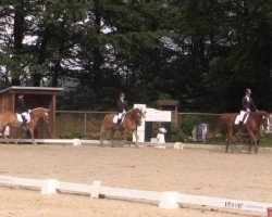 dressage horse No Angel 15 (Haflinger, 2003, from Noble-Dancer)