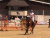 jumper Carat 123 (Oldenburg show jumper, 2009, from Carell)