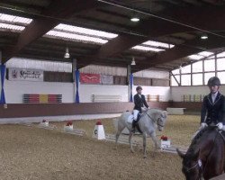 dressage horse Deliano (Hanoverian, 2006, from Dimaggio)