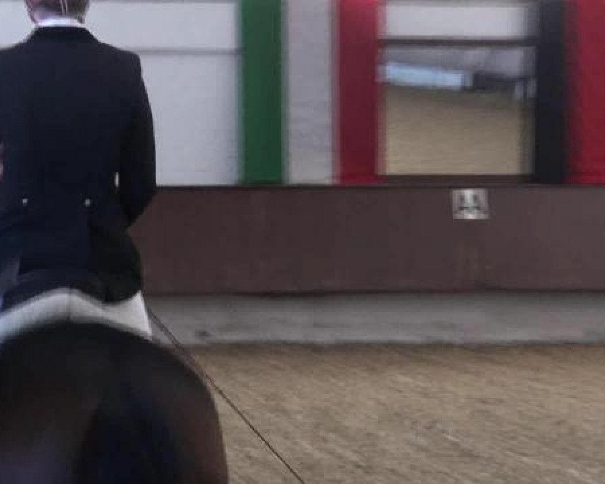dressage horse Fit for Fun 17 (Hanoverian, 2009, from Fürst Nymphenburg)