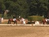 dressage horse Flower of Manni (Westphalian, 2009, from Fürst Piccolo)