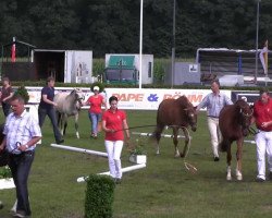 jumper Bibi (German Riding Pony, 2010, from Top Balino)