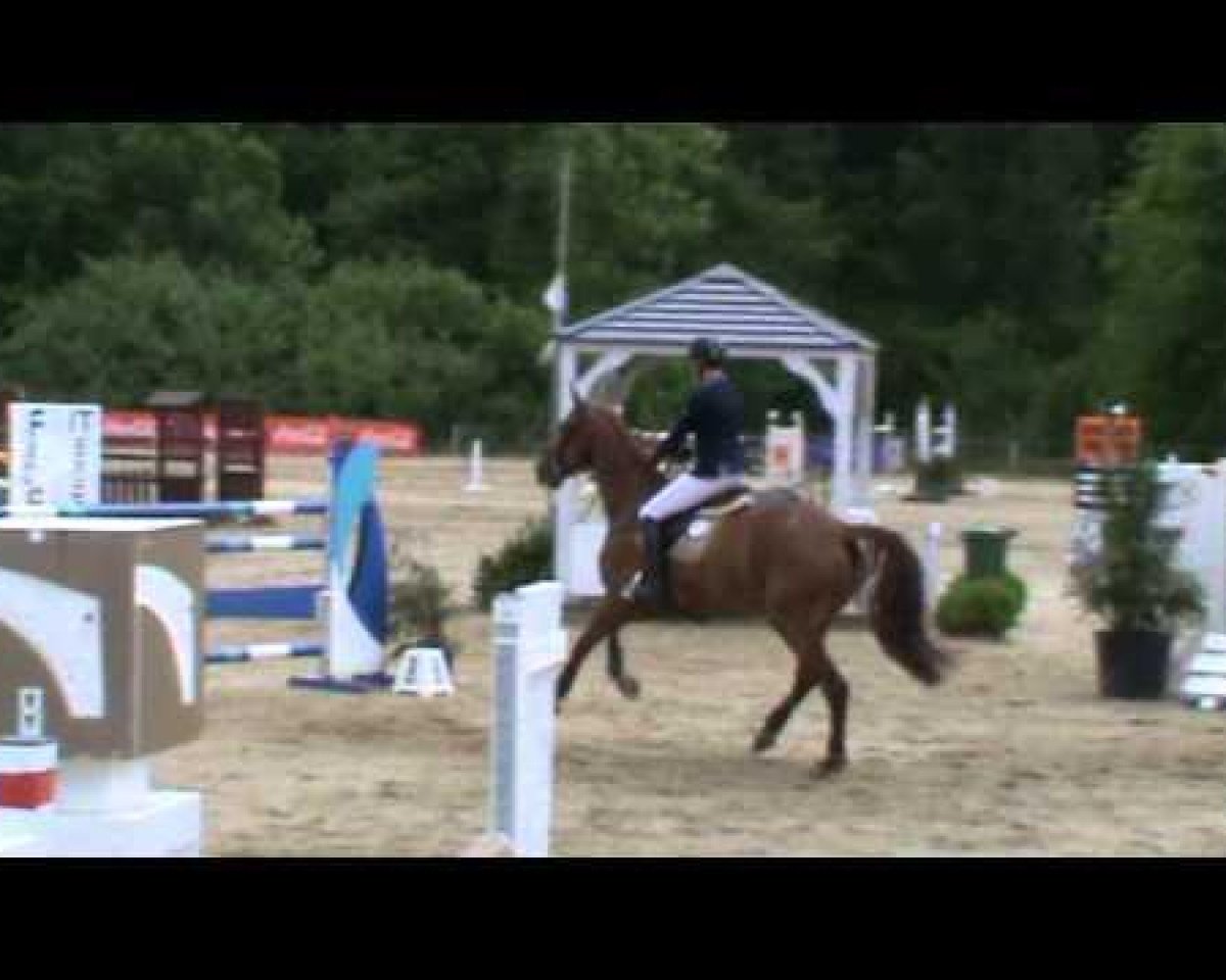 jumper Golden Horta (Belgian Warmblood, 2006, from Lord Z)