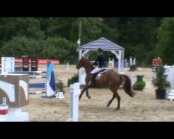 Springpferd Golden Horta (Belgisches Warmblut, 2006, von Lord Z)