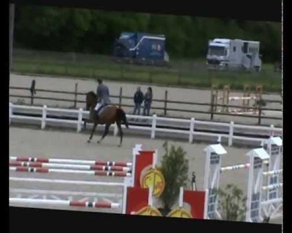 Springpferd Gin Gini de Haquet (Belgisches Warmblut, 2006, von Darco)