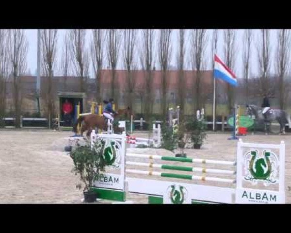 jumper Celia D Airsain (Luxembourg horse, 2006, from Contendro II)