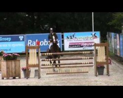 jumper Goldstar Shinning S (Belgian Warmblood, 2006, from Darco)