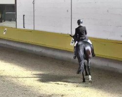 dressage horse Samba's Princess (Hanoverian, 2008, from Samba Hit I)