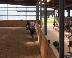 dressage horse Escada S 2 (Westphalian, 2008, from Estobar NRW)