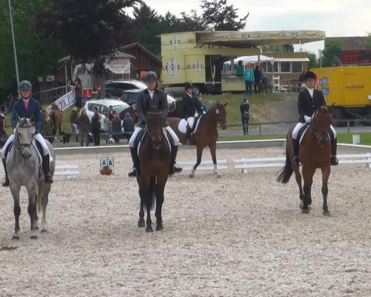 dressage horse Dorina 971 (Polish Warmblood, 2003, from Lord Bonin)