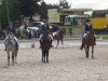 dressage horse Dorina 971 (Polish Warmblood, 2003, from Lord Bonin)