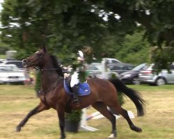 jumper Calimbo 9 (Czech Warmblood, 2000, from Calettano)