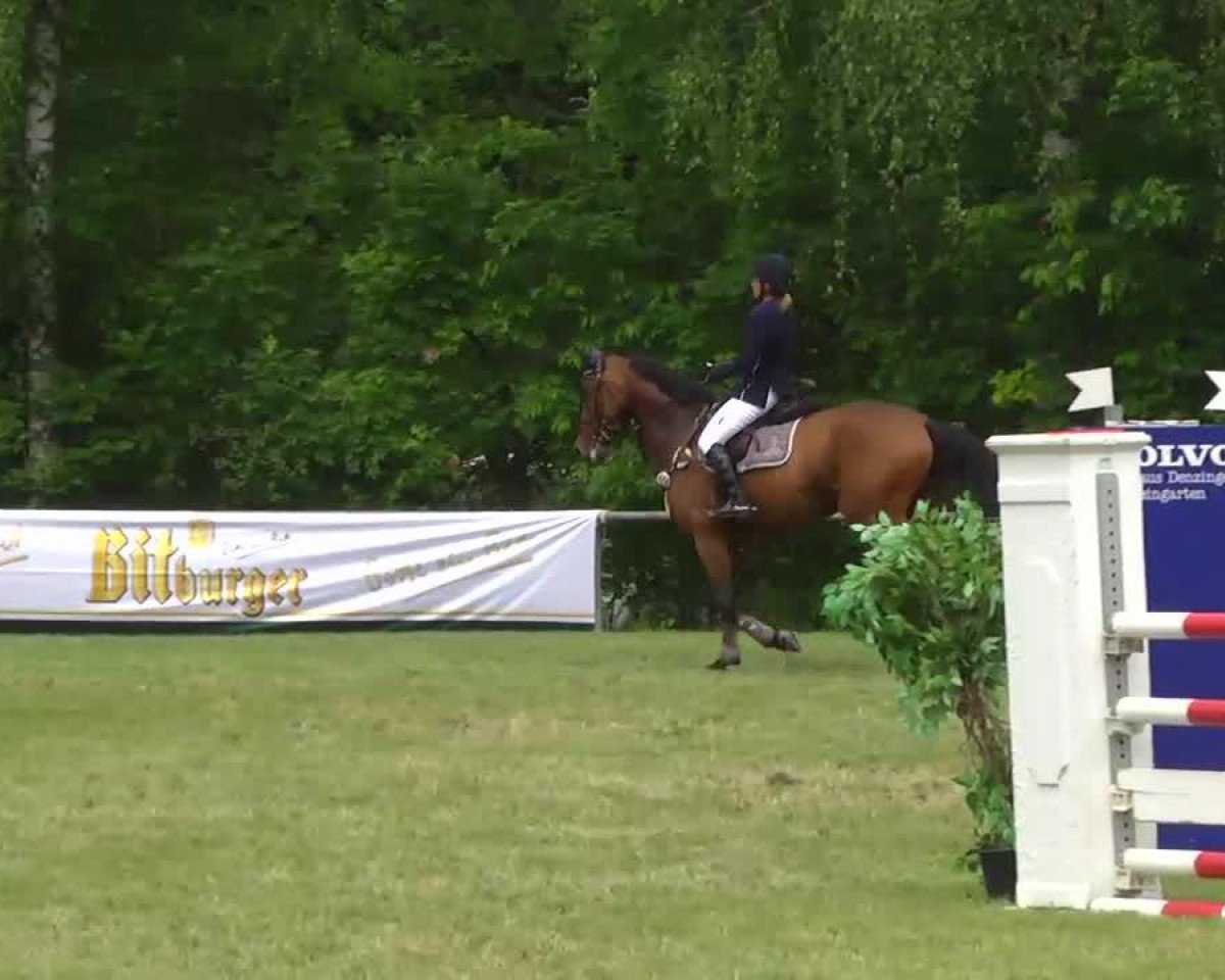 Springpferd H.w.'s Scampolo (Württemberger, 2007, von Stalypso)