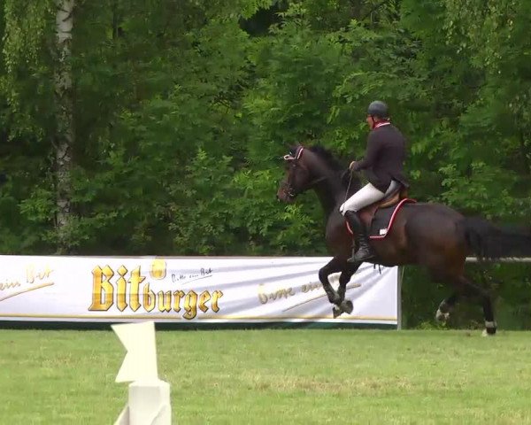 Springpferd Sami Junior (Württemberger, 2008, von Stalypso)