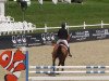 jumper Ankaras (Italian Warmblood, 2006, from Acobat II)