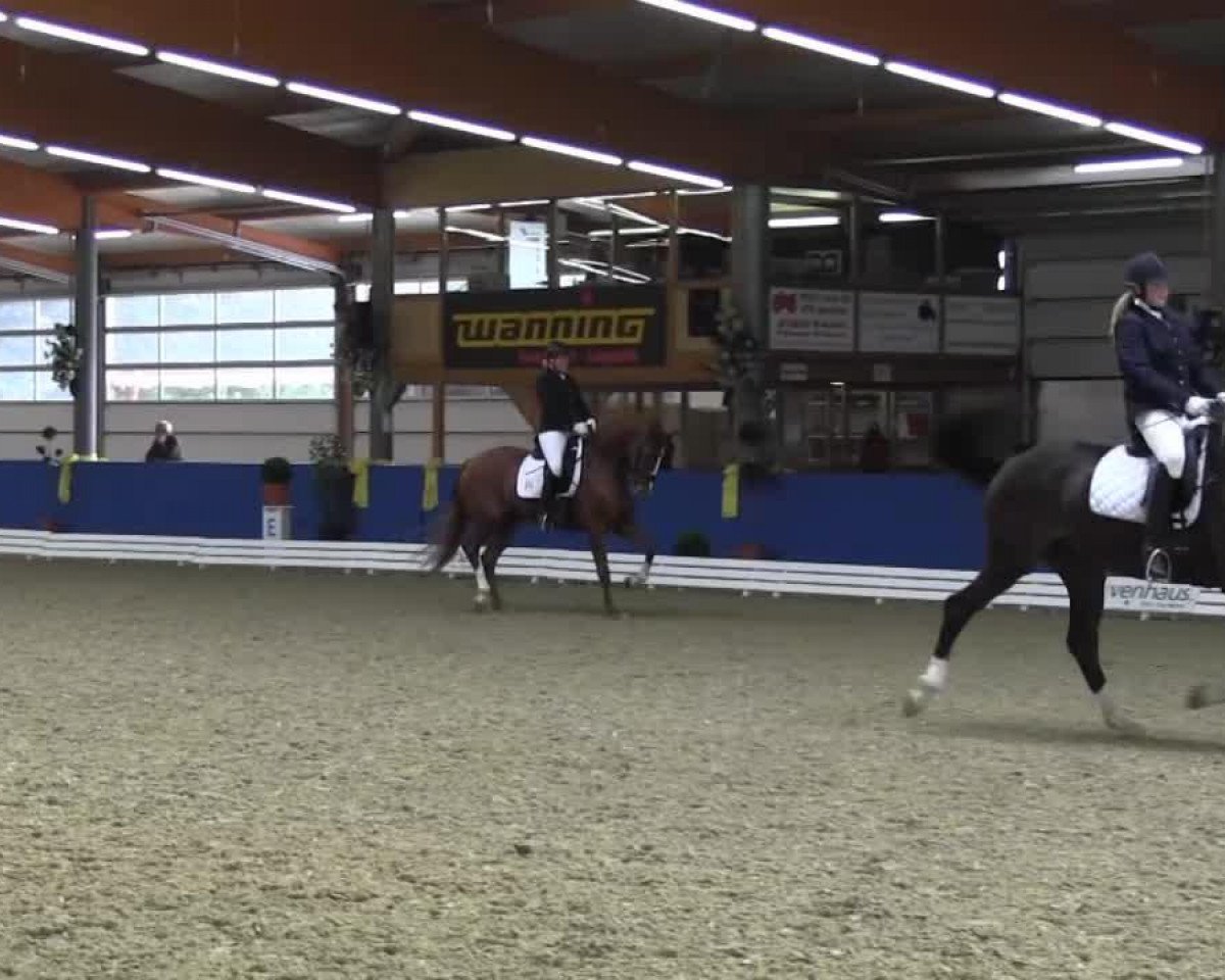 dressage horse Santa Cristina (Hanoverian, 2009, from San Remo)