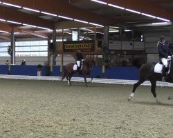 dressage horse Santa Cristina (Hanoverian, 2009, from San Remo)