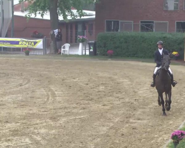 jumper Spike 80 (Hanoverian, 2005, from Stakkato)