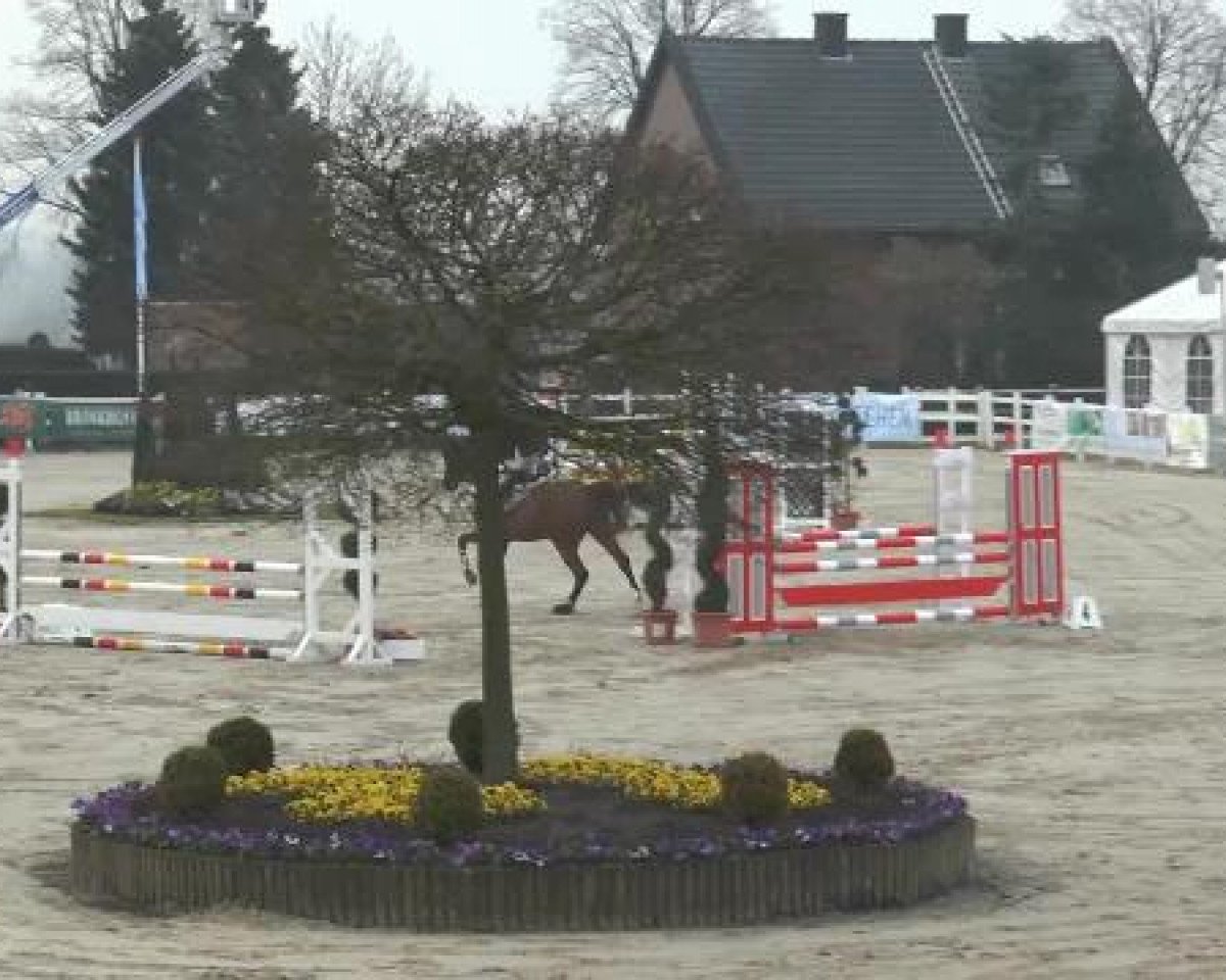 Springpferd Loopy Jumper (Westfale, 2008, von Lordanos)