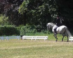 stallion Valiente 4 (Pura Raza Espanola (PRE), 2005, from Luisiano)