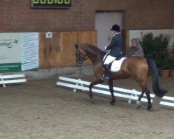 dressage horse Delacroix 7 (Hanoverian, 2007, from Dancier)