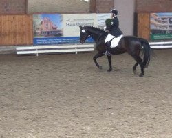 dressage horse Sirius 182 (Westphalian, 2002, from Sandro Hit)