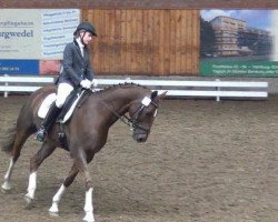 dressage horse Da Leo W (Hanoverian, 2003, from Dacaprio)