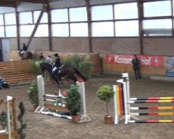 dressage horse Calleasco K (Hanoverian, 2005, from Calido I)