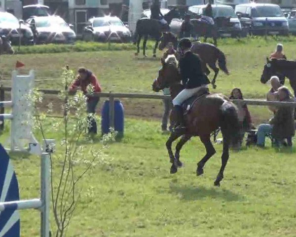 Springpferd Carlina 28 (Holsteiner, 2007, von Consens)