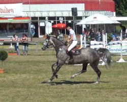 Springpferd Cilija (Holsteiner, 2007, von Clearway)