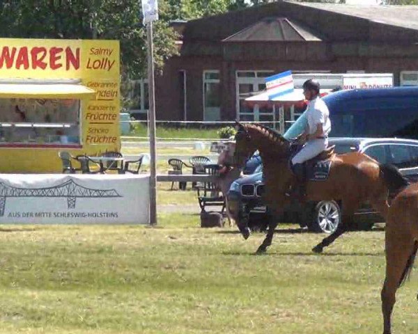 broodmare Zinnie (Holsteiner, 2007, from Nekton)