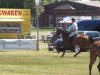 broodmare Zinnie (Holsteiner, 2007, from Nekton)