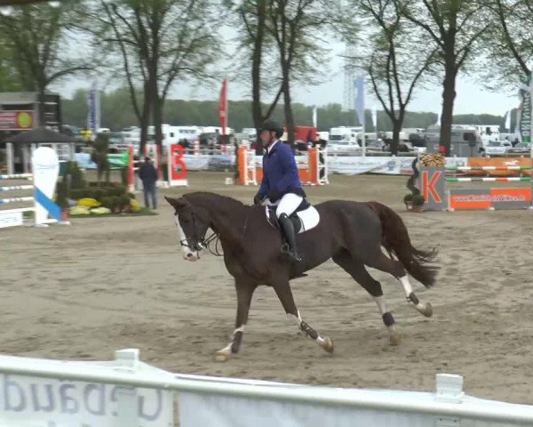 Springpferd Fyer van de Broy (Belgisches Warmblut, 2005, von President)