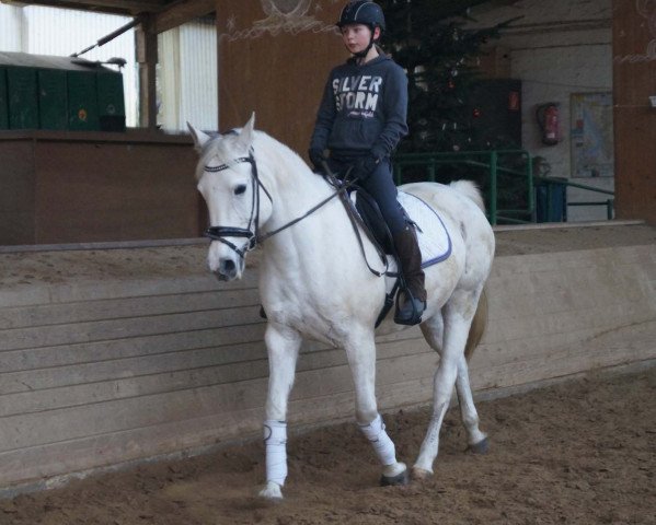 horse Nara (Little German Riding Horse, 2003, from Amatcho)