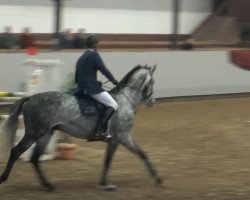 jumper Struwee Peter (Oldenburg show jumper, 2007, from Sir Shutterfly)