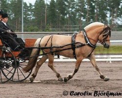 stallion Mimer (Fjord Horse, 1995, from Alexander Lukas)