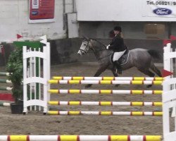 jumper Sharkan 7 (German Sport Horse, 2008, from Sterling Hit)