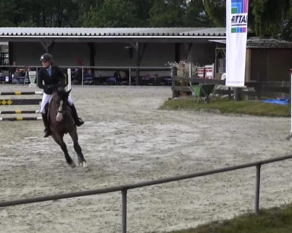 dressage horse Conection 4 (Westphalian, 2009, from Codec)