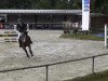 dressage horse Conection 4 (Westphalian, 2009, from Codec)